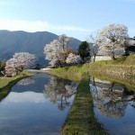 Mitake no sakura, one of Japan's top 100 cheery blossom viewing spots