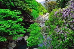 A Vine Bridge in Iya