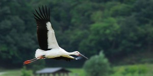 The Oriental White Stork