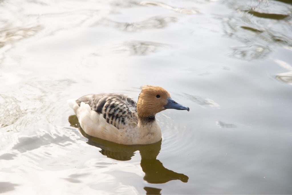 Fulvous whistling duck