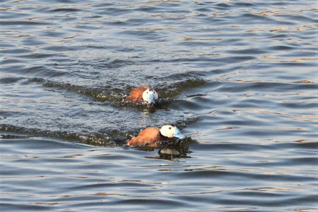 White-headed duck